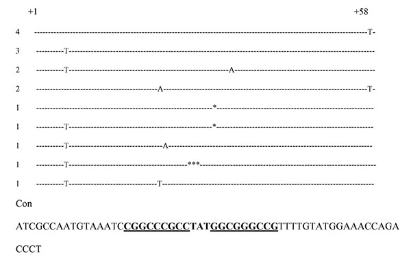 Sequences of Escherichia coli AmpC attenuators that were other than the consensus sequence for E. coli K12. The hairpin loop is in boldfaced, and the region of the dyad symmetry is underlined. * indicates bp deletion. The number of strains with these mutations is indicated on the left.