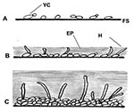 Thumbnail of Illustration of biofilm development in Candida albicans and C. dubliniensis; A, early 0–11 h; B, intermediate 12–30 h; C, mature 38–72 h; FS, flat surface; YC, yeast cell; H, hyphae; EP, exopolymeric matrix.
