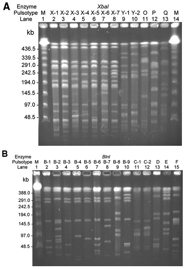 Pulsotypes and? pulsosubtypes of S. enterica serotype Typhimurium from humans and pigs obtained by pulsed-field gel electrophoresis (PFGE) after digestion with XbaI (A) and BlnI. (B). Lanes M, molecular size marker. See for designations. See Table 2 and Table 3 for the designation of isolates for each indicated pulsotype or pulsosubtype.