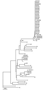 Thumbnail of Phylogenetic relationships of subacute sclerosing panencephalitis (SSPE) strains. The neighbor-joining unrooted tree was plotted with Treeview 1.5.2. Reference measles virus strains are described (2). Wild-type (genotype C1 in 1991 and D6 in 1998) as well as post-vaccinal cases (genotype A) from the last two Argentine outbreaks were included (GenBank accession no. AF263841, 43, 44, 46, 52) (7). SSPE strains are highlighted in bold type (GenBank accession no. AY253332–37)