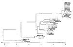 Thumbnail of Phylogenetic analyses of the 14 isolates of coxsackievirus A24 variant (CA24v) from the South Korean outbreak of acute hemorrhagic conjunctivitis, summer 2002. The entire protease 3C region (549 nucleotides) of CA24v was amplified by polymerase chain reaction and sequenced. The nucleotide sequences of this region of the 14 Korean isolates were compared with those of the strains reported from other Asian countries in previous outbreaks. The phylogenetic tree was constructed by the un