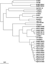 Thumbnail of Phylogenetic analysis of the nucleotide sequences of the E protein genes of dengue 1 viruses from Myanmar and of dengue 1 viruses from other localities. Bootstrap values of 100% are shown.