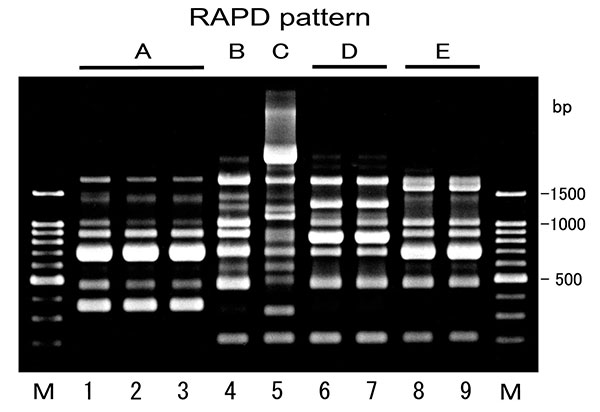 Random amplified polymorphic DNA (RAPD) patterns of CTX-M-2 β-lactamase-producing Escherichia coli isolated from cattle. Lanes M, 100-bp DNA ladder; lanes 1–9, strains GS528, GS542, GS547, GS553, GS554, GS721, GS733, GS631, and GS671, respectively. Five RAPD patterns, A to E, were produced with RAPD analysis primer 4 (Amersham Pharmacia Biotech, Piscataway, NJ).