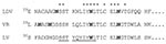 Thumbnail of Amino acid comparison of the GP5 ectodomains of lactate dehydrogenase-elevating virus–P, porcine reproductive and respiratory syndrome virus VR-2332, and porcine respiratory and reproductive syndrome virus Lelystad virus (GenBank accession nos. U15146, U87392, and M96262, respectively). *Indicates amino identity. The neutralization epitope is underlined. N-glycosylation sites are in boldface letters.