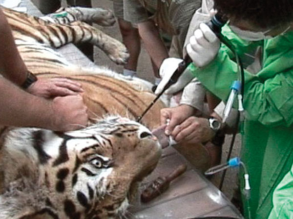 Obtaining a tracheal washing of the Siberian tiger by bronchoscopy.