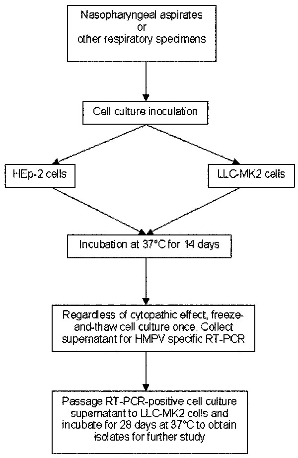 Combination approach of conventional virus isolation and molecular techniques to detect human metapneumovirus (HMPV) infection. Nasopharyngeal aspirates were examined in this study. This approach can be applied to other respiratory specimens. Prolonged incubation of rhesus monkey kidney (LLC-MK2) cells to 28 days for culture of original specimens may improve sensitivity of detection. Detection based on cytopathic effect is not sensitive for first-round culture from original specimens. All cell c