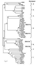 Thumbnail of Neighbor-joining phylogenetic tree of the Lyssavirus genus, based on limited N gene sequences (400 bp from the amino terminus). Virus names are provided according to GenBank records, except for Ethmok and Ethlag. Subgroups “a” and “b” of EBLV-1 and EBLV-2 viruses are given according to Amengual et al. (5). Bootstrap values are presented for key nodes, and branch lengths are drawn to scale.