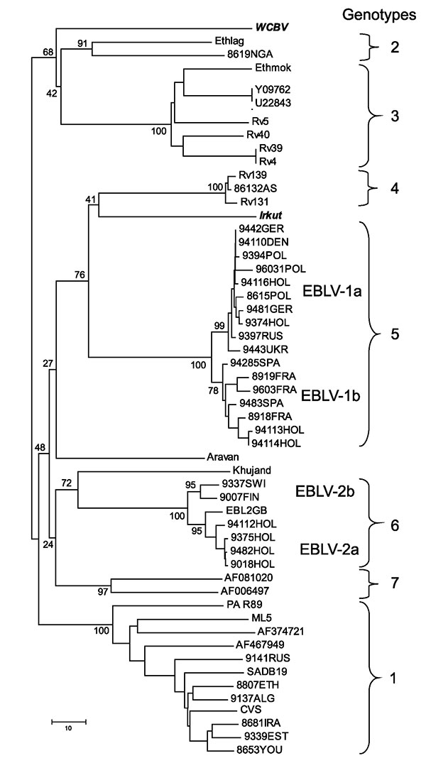 Neighbor-joining phylogenetic tree of the Lyssavirus genus, based on limited N gene sequences (400 bp from the amino terminus). Virus names are provided according to GenBank records, except for Ethmok and Ethlag. Subgroups “a” and “b” of EBLV-1 and EBLV-2 viruses are given according to Amengual et al. (5). Bootstrap values are presented for key nodes, and branch lengths are drawn to scale.