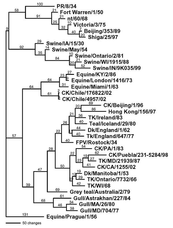 Phylogenetic tree of the nucleoprotein nucleotide sequence, which includes both low pathogenic and highly pathogenic avian influenza viruses from Chile. Representative avian, human, swine, and equine influenza gene sequences are also included. The tree was generated with PAUP 4.0b4 computer program with bootstrap replication (500 bootstraps) and a heuristic search method. The tree is rooted to A/Equine/Prague/1/56, and branch lengths are included on the tree. Standard two-letter postal codes are