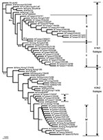 Thumbnail of Phylogenetic tree of influenza A viruses for their PB1 gene nucleotide sequences. Apart from the 42 Taiwanese isolates obtained in this study, 27 reference strains were included; these were selected on the basis of an extensive search of all human H1N1 and H3N2 influenza viruses from GenBank, whose PB1 sequences were shown to be able to be translated into the putative PB1-F2 gene. The tree was rooted with B/Lee/40. All strains were separated into two groups according to their subtyp