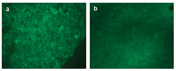 Direct fluorescent assay (DFA) results on spleen tissues from a seronegative (panel a) and seropositive (panel b) prairie dog.