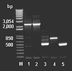 Thumbnail of Polymerase chain reaction amplification of the partial vanHAX clusters from DNA extracted from animal feed–grade avoparcin and the antibiotic producer Amycolatopsis coloradensis NRRL 3218, and genes vanH, ddlN, and vanX from DNA extracted from animal feed grade avoparcin. M: 1 kb plus DNA ladder. Lanes 1–2: the partial van cluster (2.3–2.4 kb) amplified with primers vanH‑1 and vanX‑4; lane 1: DNA extracted from animal feed grade avoparcin; lane 2: DNA of the avoparcin producer A. co
