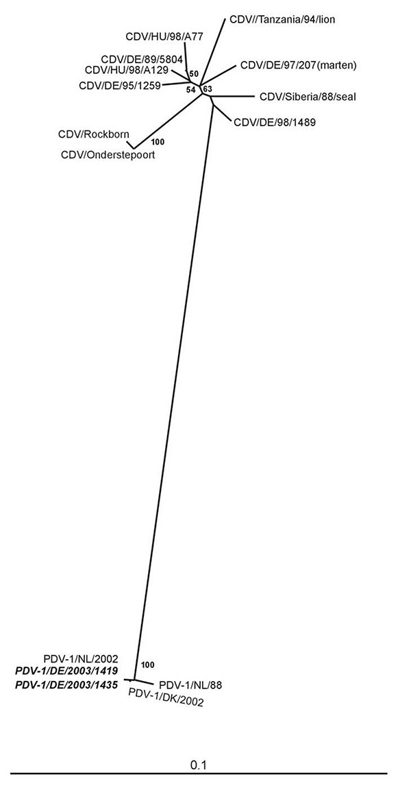 Unrooted neighbor-joining phylogenetic tree constructed by using 369 nt from the gene coding for the morbillivirus P protein. Alignments were calculated with CLUSTAL X (Version 1.8). Bootstrapping (values indicated in %) was performed with 1,000 replicates. TREEVIEW (Version 1.6.5) was used for the graphic display of the tree. The canine distemper virus (CDV) sequences included were from vaccine strains Rockborn (AF181446) and Onderstepoort (AF378705), Siberian seal (AF259551), lion (U76708); CD