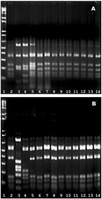 Thumbnail of HinfI fingerprints of the pbp genes. A) pbp2b profiles. Lanes 1, marker; 2, Spain23F-1 clone (SP264, ATCC 700669); 3, a ciprofloxacin-resistant, levofloxacin-susceptible strain S1D3; 4, Spain6B clone (GM17, ATCC 700670); lane 5−14, 10 isolates of levofloxacin_resistant pneumococci (S3F7, S2H9, S1B7, S1B9, S1D5, S2D6, S1D2, S2F3, 186G1, and 216D2 respectively); B) pbp2x profiles. The lanes were arranged in the same sequence as in (A).