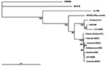 Thumbnail of Phylogenetic tree is based on the nucleotide sequences of 1,178–1,281 bp from nsP3 and nsP4 region, nucleotides 5,258-6,510; the genome position is given according to the published sequence of the strain AR339 (HRsp variant) (2). The tree was constructed by using Neighbor-joining algorithms (NEIGHBOR). 5,000 bootstrap replicates were calculated. Only those bootstrap support values that exceed 50% are shown. The following sequences available in GenBank were included into the comparis