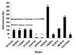 Thumbnail of Adherence properties of Candida parapsilosis clinical isolates. Graph shows adhesion ability of various C. parapsilosis strains, compared to strain 167 from the Centers for Disease Control and Prevention. Results were normalized to strain 167, which was taken as 100%. Each result is representative of at least two experiments. Error bars represent standard deviation. *p &lt; 0.001 for comparison of values of strain 167 vs. strains 313 and 385; all other comparisons had p values &gt;
