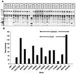 Thumbnail of Secretory aspartic protease (SAP) expression by Candida parapsilosis clinical isolates. Panel A shows representative sodium dodecyl sulfate–polyacrylamide gel electrophoresis of various C. parapsilosis isolates. M, molecular weight marker lane; BSA, bovine serum albumin alone; other lanes show number of isolate; and +, supernatant plus protease inhibitor cocktail. Protease activity is evident from the appearance of lower molecular weight bands representing cleavage products. Thick a