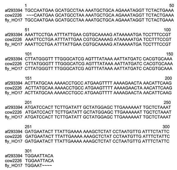 Alignment of BhCS.781p/BhCS.1137n gltA gene amplicons for 306 bp of Bartonella bovis (GenBank accession no. af293394), a B. bovis isolate (cow 2226) from a Californian cow and the horn fly pool (fly-HO17).