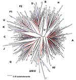 Thumbnail of Neighbor-joining tree of 56 Zaire strains from the mid-1980s, 197 Democratic Republic of the Congo (DRC) strains from 1997, and subtype-specific reference strains. The number of nucleotides in the final alignment was 304 bp after gap stripping. The model of evolutionary change used in the tree was the Transversional Model (TVM) +g (0.8575), where g is the shape parameter of the γ distribution (heterogeneity among sites) and TVM is the model of substitution whereby A↔G = C↔T and the