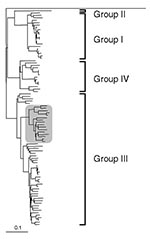 Thumbnail of Outline of dendrogram of selected partial nucleotide sequences of ORF-2 region of swine and human hepatitis E virus (HEV) isolates (300 nt). Avian hepatitis E virus (AY043166) was chosen as an outgroup for these analyses. Genotypic groupings are indicated. Clustering of the human UK HEV isolate and closely related sequences is highlighted within shaded area (Figure 2).