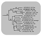 Thumbnail of Human United Kingdom isolate (AY362357) is shown in bold and compared with closely related swine and human hepatitis E virus isolates (GenBank accession no., country of origin, and host are indicated). Bootstrap values greater than 70% are considered significant and are indicated.
