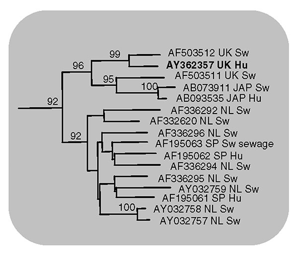 Human United Kingdom isolate (AY362357) is shown in bold and compared with closely related swine and human hepatitis E virus isolates (GenBank accession no., country of origin, and host are indicated). Bootstrap values greater than 70% are considered significant and are indicated.