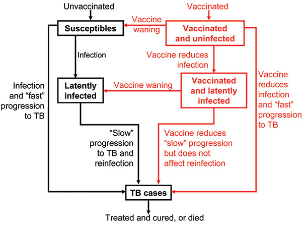 Flow-diagram of postexposure tuberculosis (TB) vaccine model. States and processes that relate to the vaccine are shown in red. Equations are given in the Appendix.