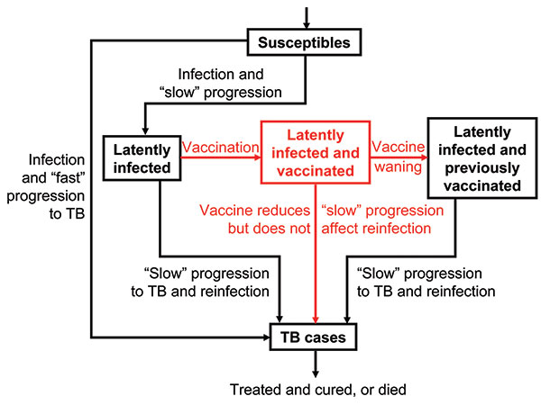 Flow-diagram of preexposure tuberculosis (TB) vaccine model. States and processes that relate to the vaccine are shown in red. Equations are given in the Appendix.