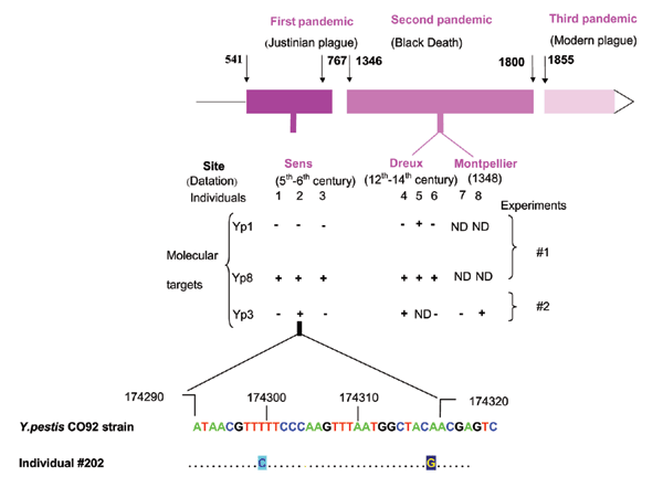 Molecular detection of Yersinia pestis was achieved in the dental pulp of remains of humans excavated from one Justinian and two Black Death mass graves in France by spacer amplification and sequencing (+, positive polymerase chain reaction [PCR] amplification and sequencing; –, absence of PCR amplification; ND, not done). Sequence analyses showed strains were of Orientalis genotype in all sets of remains; one of them exhibited two mutations numbered according to Y. pestis CO92 strain genome seq