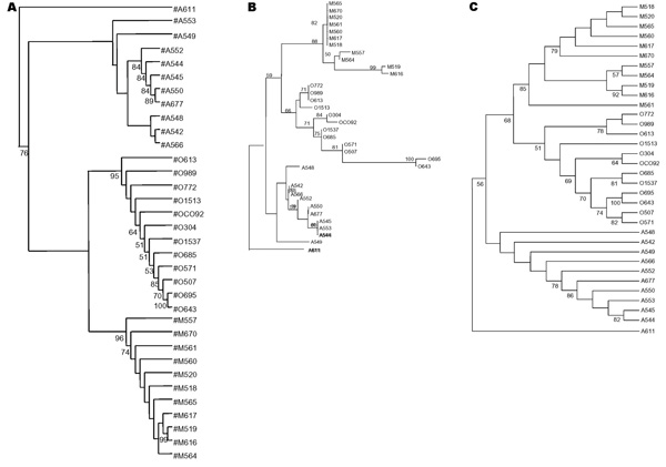 Unrooted trees showed the phylogenetic relationships among the 35 studied Yersinia pestis isolates inferred from sequence analysis of the combination of the eight intergenic spacers by using the parsimony (A), neighbor-joining (B), and maximum likelihood method (C).