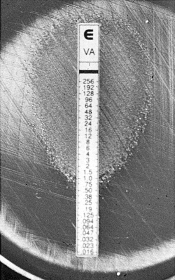 Etest (AB Biodisk, Solna) vancomycin susceptibility–testing strip on sheep-blood agar inoculated with vancomycin-dependent enterococci (VDE). VDE strain can only grow contiguous to the end of the strip with the highest concentrations of vancomycin. Isolated colonies are also growing far from the strip; they represent revertants to vancomycin independence.