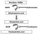 Thumbnail of Inhibition of folate synthesis by sulfonamides and trimethoprim. PABA, paraaminobenzoic acid; DHPS, dihydropteroate synthase; DHFR, dihydrofolate reductase.