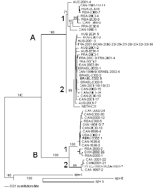 Phylogenetic analysis of the fusion (F) gene of 64 human metapneumovirus (HMPV) strains recovered from various countries (CAN, Canada; RSA, Republic of South Africa; FRA, France; AUS, Australia; NETH, the Netherlands). Neighbor-Joining consensus tree was obtained from the nucleic acid alignment representing nucleotides 60–708 of the HMPV prototype sequence NETH-001. Numbers represent the frequency of occurrence of nodes in 500 bootstrap replicas.