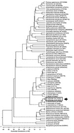 Thumbnail of Phylogenetic tree showing the 16S rRNA relationships of our Clostridium hathewayi isolate (GenBank accession no. AY552788) wth various Clostridium species and other medically important bacteria. The tree was constructed by Clustal W analysis (DNASTAR Inc., Madison, WI), based on the entire 16S rRNA gene. The sequences were obtained from the GenBank database with their nucleotide sequence accession numbers in brackets. Mycoplasma pneumoniae was used as the outgroup to root the tree.