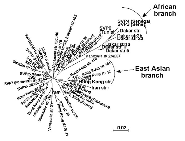 Neighbor-joining unrooted dendrogram for hspA sequences. The tree includes only 61 of the 131 hspA sequences representative of each cluster previously obtained from the global phylogenetic analysis. The scale bar indicates the number of substitutions per site according to the HKY index. Sequence names correspond to the geographic region of isolation followed by the strain number. SVP, Saint Vincent de Paul Hospital, Paris, France. The ethnic origin of French patients is mentioned in brackets whe