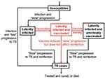 Thumbnail of Relationship between the 37 silent single nucleotide polymorphisms, the synonymous sequence types, and major lineages.