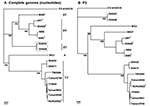 Thumbnail of Phylogenetic trees showing genetic relationships among Human Enterovirus 71 (HEV71) isolates. The neighbor-joining trees were constructed from alignment of the whole genome sequences (panel A) and nucleotide sequences of P3 (nucleotides 5067­7325), (panel B). The bootstrap values are shown as percentage derived from 1,000 samplings, and the scale reflects the number of nucleotide substitutions per site along the branches. Isolates from fatal cases are denoted with asterisks.