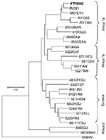Thumbnail of Neighbor-joining phylogenetic tree of African and Eurasian rabies virus samples, rooted with silver-haired bat rabies virus variant (SHBRV), based on a 400–base pair region of the nucleoprotein gene. The sample names are given according to GenBank records.