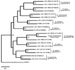 Thumbnail of The consensus phylogenetic tree of recA DNA sequences of Burkholderia cepacia complex strains, representative of each genomovar, and of the B. cenocepacia isolate (GenBank accession no. AJ786367) was constructed with the PHYLIP package (version 3.6) (http://evolution.genetics.washington.edu/phylip.html). Only recA DNA sequences of reference B. cenocepacia strains (genomovar III, lineage IIIB) are included in the tree (4,13). Alignments were performed with the Clustal W program. Gene