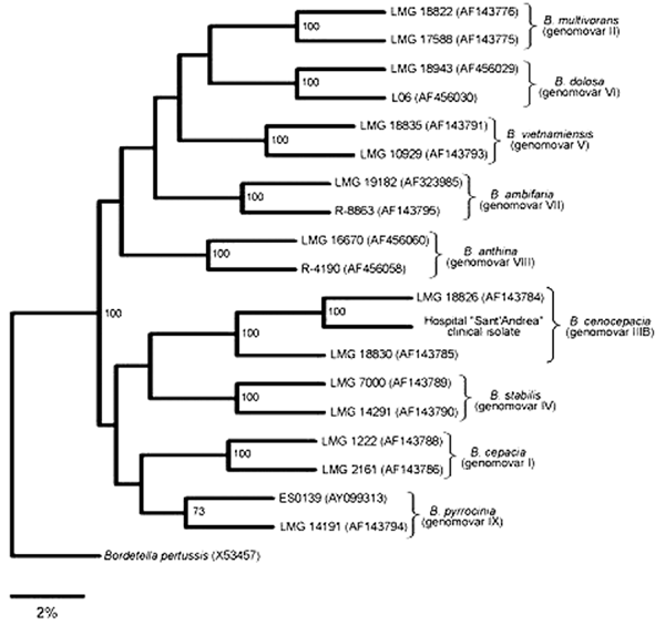 The consensus phylogenetic tree of recA DNA sequences of Burkholderia cepacia complex strains, representative of each genomovar, and of the B. cenocepacia isolate (GenBank accession no. AJ786367) was constructed with the PHYLIP package (version 3.6) (http://evolution.genetics.washington.edu/phylip.html). Only recA DNA sequences of reference B. cenocepacia strains (genomovar III, lineage IIIB) are included in the tree (4,13). Alignments were performed with the Clustal W program. Genetic distance