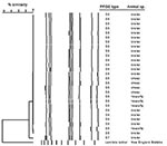 Thumbnail of Dendrogram of pulsed-field gel electrophoresis types with SmaI of Campylobacter jejuni isolates from chickens in a Danish broiler house and from animals outside (flies and sheep).