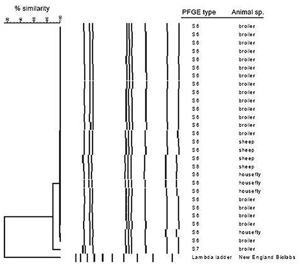 Dendrogram of pulsed-field gel electrophoresis types with SmaI of Campylobacter jejuni isolates from chickens in a Danish broiler house and from animals outside (flies and sheep).