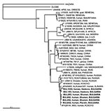 Thumbnail of Phylogenetic tree based on 255-nt fragment from the S RNA segment, showing the clustering of the sequences obtained from this study and respective representative Crimean-Congo hemorrhagic fever virus strains from GenBank database. Sequences of two other nairoviruses, Dugbe and Hazara, were included; Hazara virus was used as outgroup. The numbers indicate percentage bootstrap replicates (of 100); values below 70% are not shown. Horizontal distances are proportional to the nucleotide