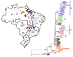 Thumbnail of Brazilian NS5/3´NCR phylogeny (576 nt) based on yellow fever isolates (neighbor-joining tree, Kimura 2-parameter distance correction, midpoint rooted). Geographic origin of isolates is indicated on map. 1: North (AC, Acre; AM, Amazonas; AP, Amapá; PA, Pará; RO, Rondônia; RR, Roraima; TO, Tocantins). 2: Northeast (AL, Alagoas; BA, Bahia; CE, Ceará; MA, Maranhão; PB, Paraiba; PE, Pernambuco; PI, Piaui; RN, Rio Grande do Norte; SE, Sergipe). 3: Central West (DF, Distrito Federal; GO, G