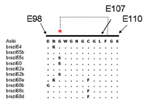 Thumbnail of Sequence alignment of the fusion peptide of the envelope (E) gene of selected yellow fever virus (YFV) strains (E98–E110). The Asibi prototype strain indicates the conserved sequence present in the majority of YFV strains and other mosquitoborne flaviviruses. A salt bridge between residues Asp E98 and Lys E110 generates the "CD loop" of residues E100–E108 (21).