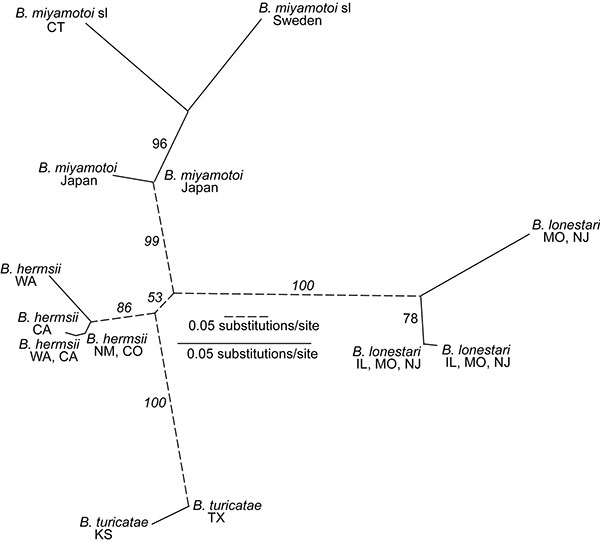 Unrooted maximum-likelihood phylogram for 16S-23S ribosomal RNA gene intergenic spacer sequences of Borrelia miyamotoi s.l., B. lonestari, B. hermsii, and B. turicatae. Maximum likelihood settings for version 4.10b of PAUP* (http://paup.csit.fsu.edu) for equally weighted characters corresponded to Hasegawa-Kishino-Yano model with transition/transversion ratio, nucleotide frequencies, proportion of invariable sites, and gamma distribution shape parameter estimated by maximum likelihood. Support f