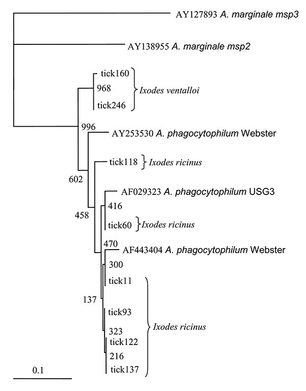 Dendrogram showing the phylogenetic relationships of the msp2 sequences of the newly identified strains and other representative sequences from North American Anaplasma phagocytophilum strains (Webster strain–Wisconsin and USG3 strain–eastern United States), and from A. marginale Florida strain (msp2 and msp3). Bootstrap values (out of 1,000 iterations) are shown at the nodes. Bar, substitutions/1,000 bp.