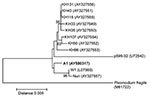 Thumbnail of Neighbor-joining tree based on the asexually transcribed SSU rRNA sequences displaying the phylogenetic position of isolate A1 in this study in relation to other Plasmodium knowlesi isolates (AY327549-AY327556 from humans, and L07560, U72542, and AY327557 from monkeys) and Plasmodium fragile (M61722). The tree was constructed with Kimura’s two-parameter distance. including transitions and transversions as implemented in the MEGA version 2.1 software. Bootstrap percentages more than