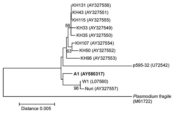 Neighbor-joining tree based on the asexually transcribed SSU rRNA sequences displaying the phylogenetic position of isolate A1 in this study in relation to other Plasmodium knowlesi isolates (AY327549-AY327556 from humans, and L07560, U72542, and AY327557 from monkeys) and Plasmodium fragile (M61722). The tree was constructed with Kimura’s two-parameter distance. including transitions and transversions as implemented in the MEGA version 2.1 software. Bootstrap percentages more than 50% based on