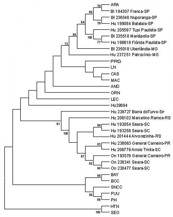 Phylogenetic relationships among Brazilian and previously characterized hantaviruses. Maximum parsimony analysis of the nucleotide sequence of 303-nt fragment of the G2 gene with the heuristic search option. Bootstrap values of &gt;50%, obtained from 500 replicates of the analysis are shown. Abbreviations and GenBank accession numbers of the previously published sequences of the hantaviruses used in this study: Andes, AND-AF324901; Araraquara, ARA-AF307327; Bayou, BAY-L36930; Bermejo, BMJ-AF0280